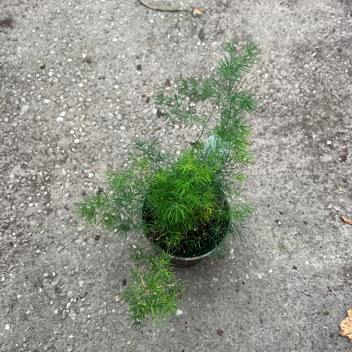 Asparagus 'Cwebe' Fern