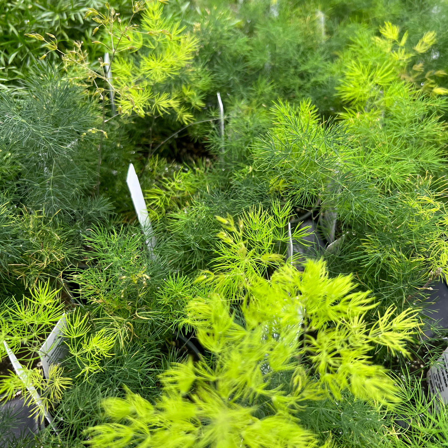 Asparagus 'Cwebe' Fern