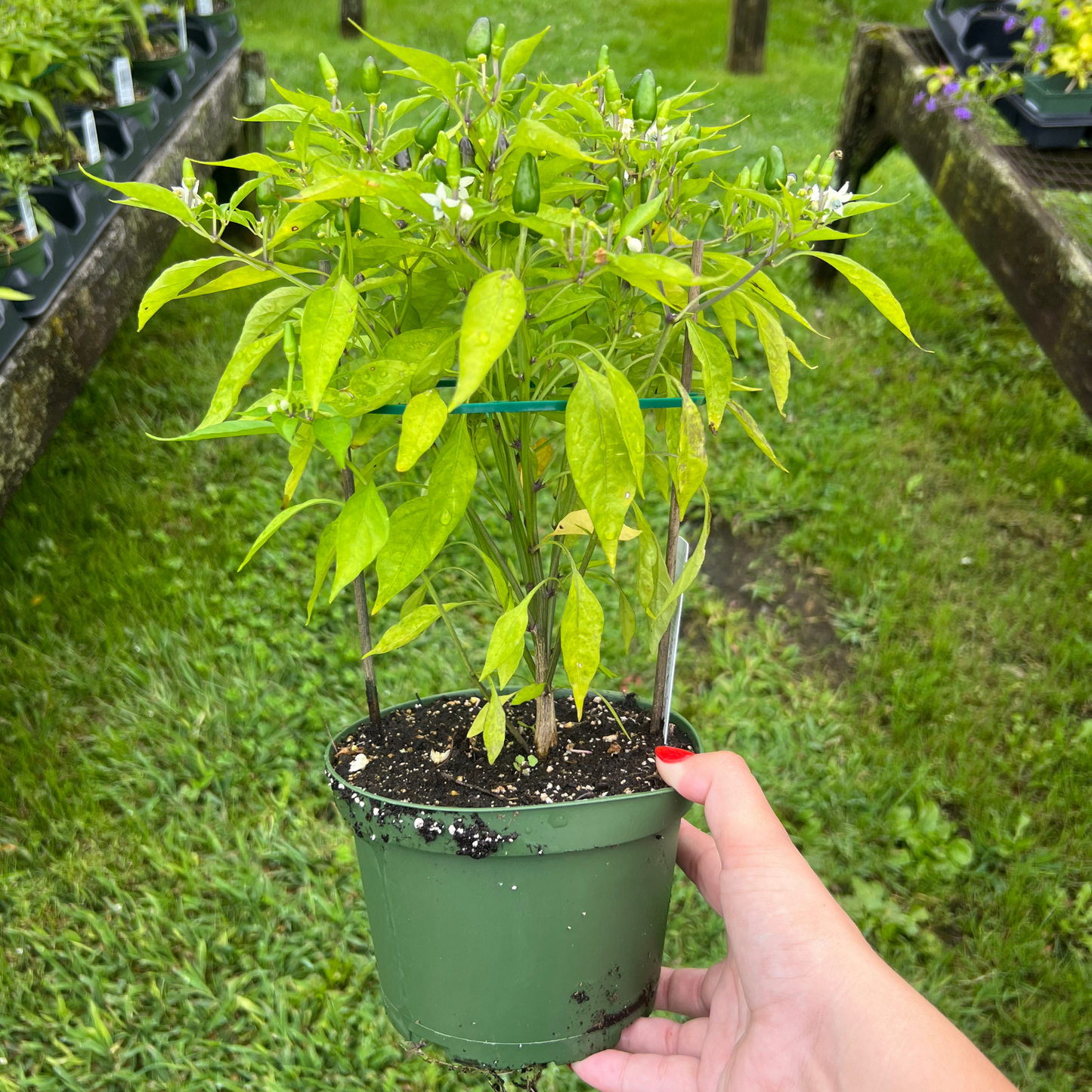 Thai Hot Peppers