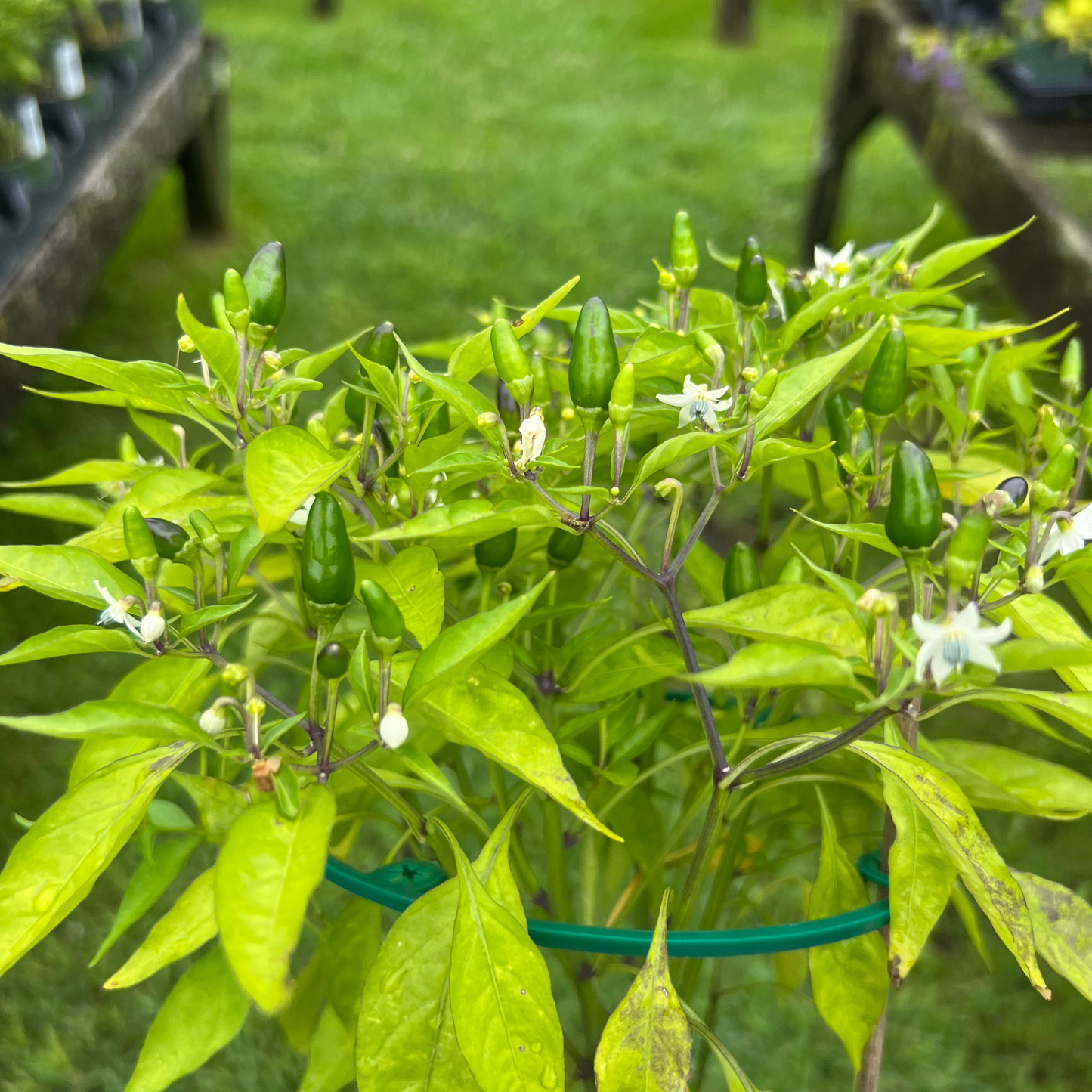 Thai Hot Peppers