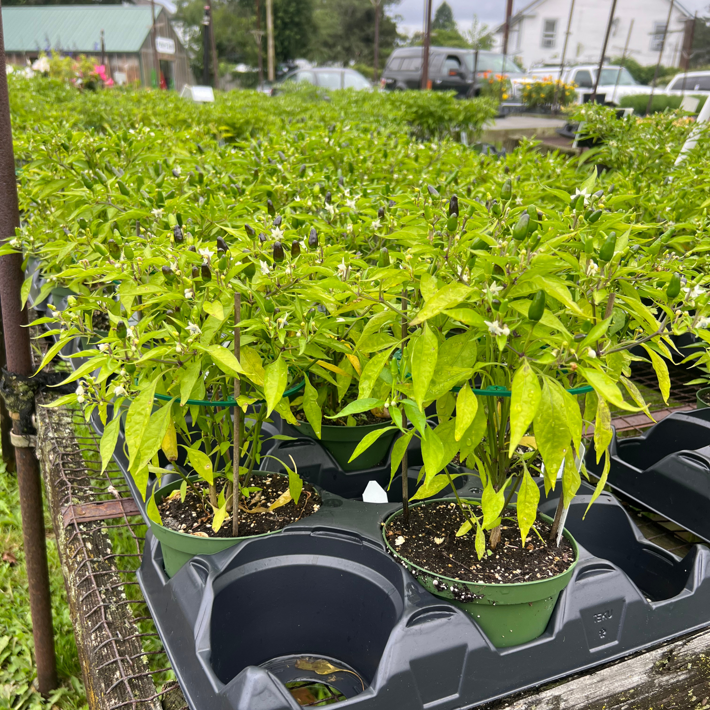Thai Hot Peppers