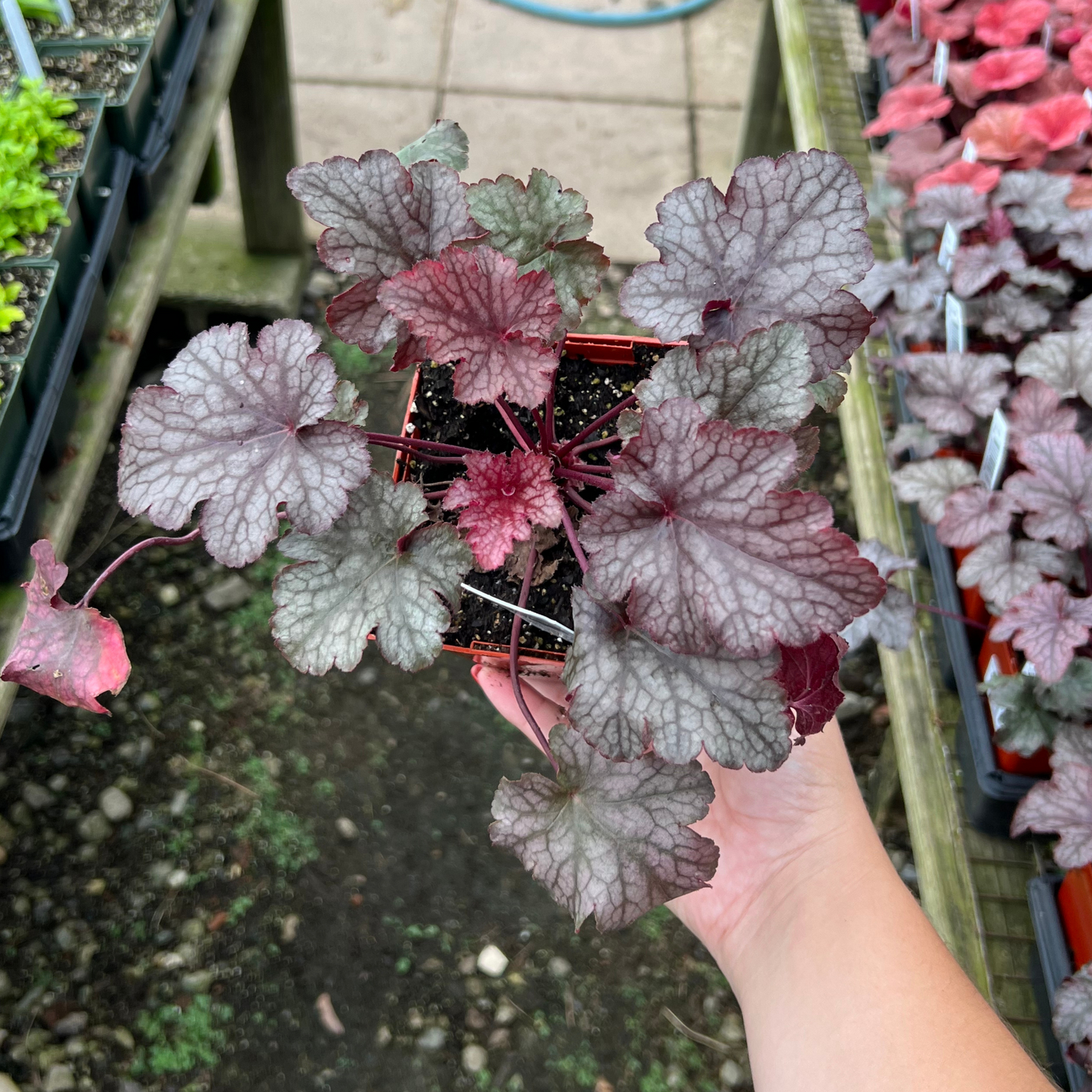 Heuchera 'Amethyst Mist'