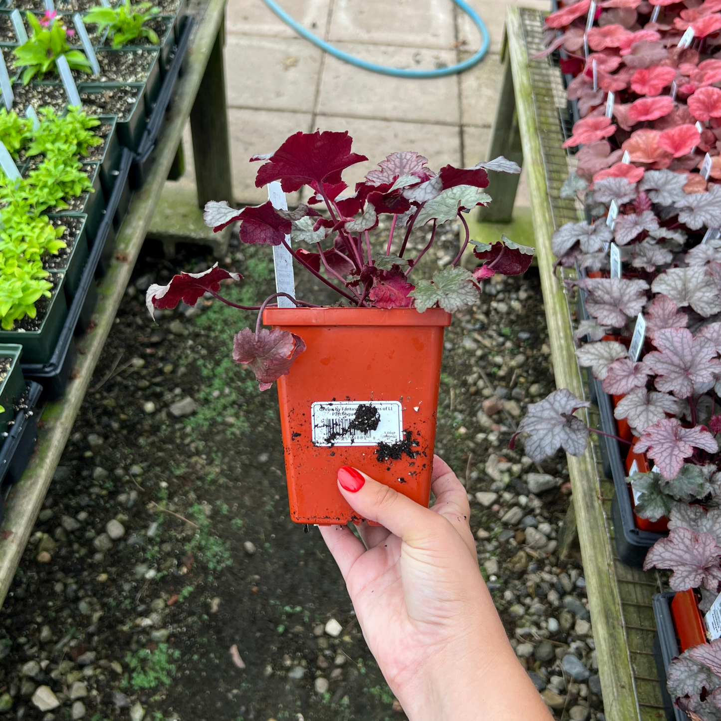 Heuchera 'Amethyst Mist'