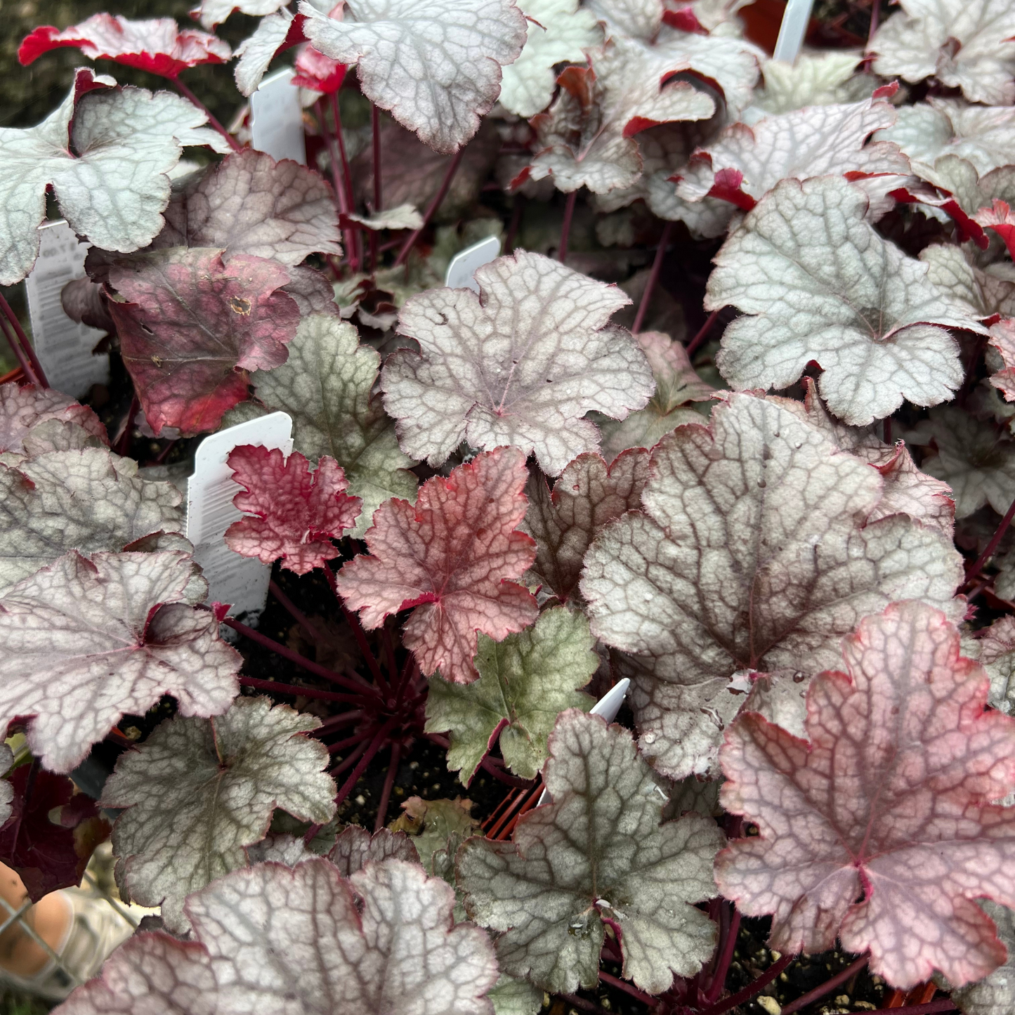 Heuchera 'Amethyst Mist'