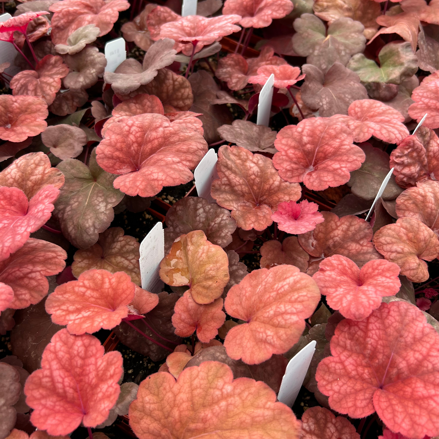Heuchera 'Heureka Amber Lady'