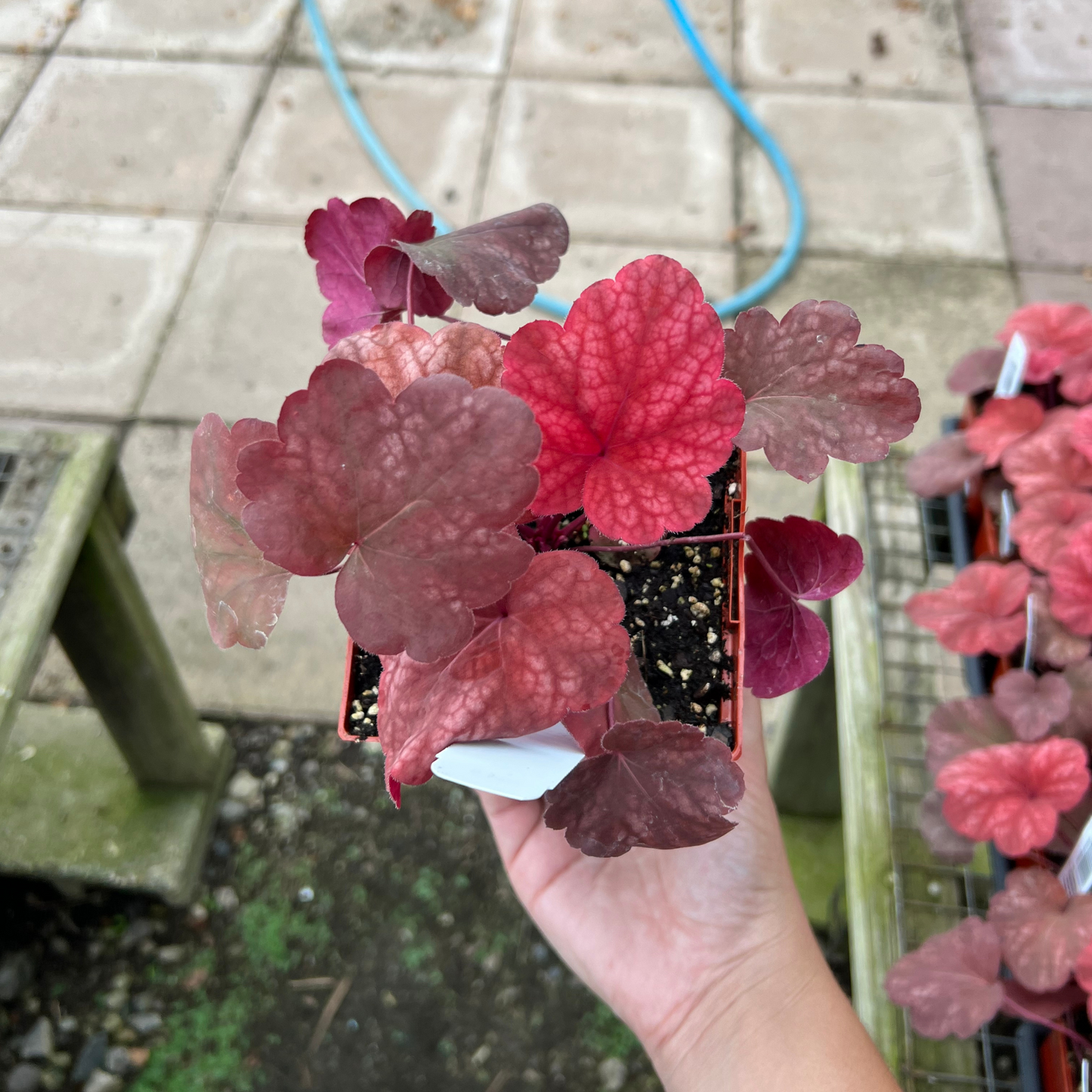 Heuchera 'Heureka Amber Lady'