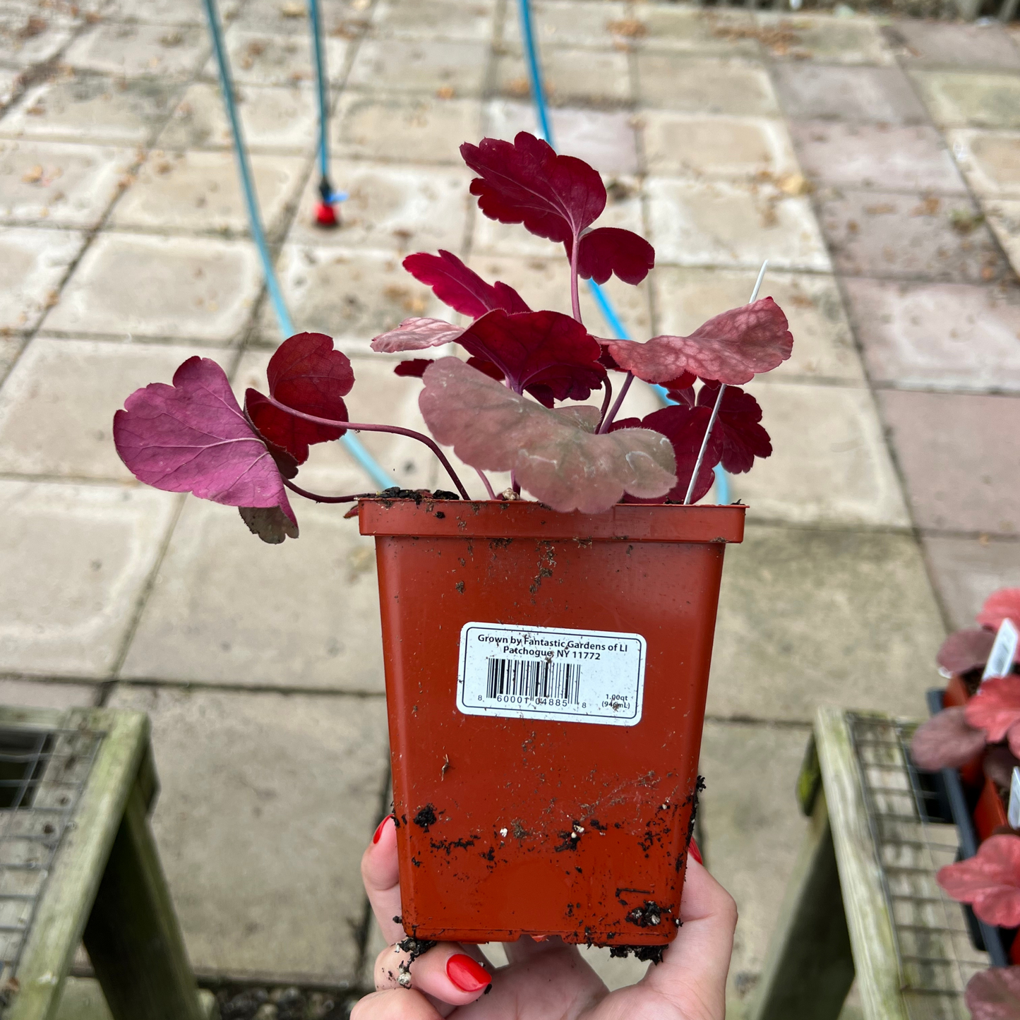 Heuchera 'Heureka Amber Lady'