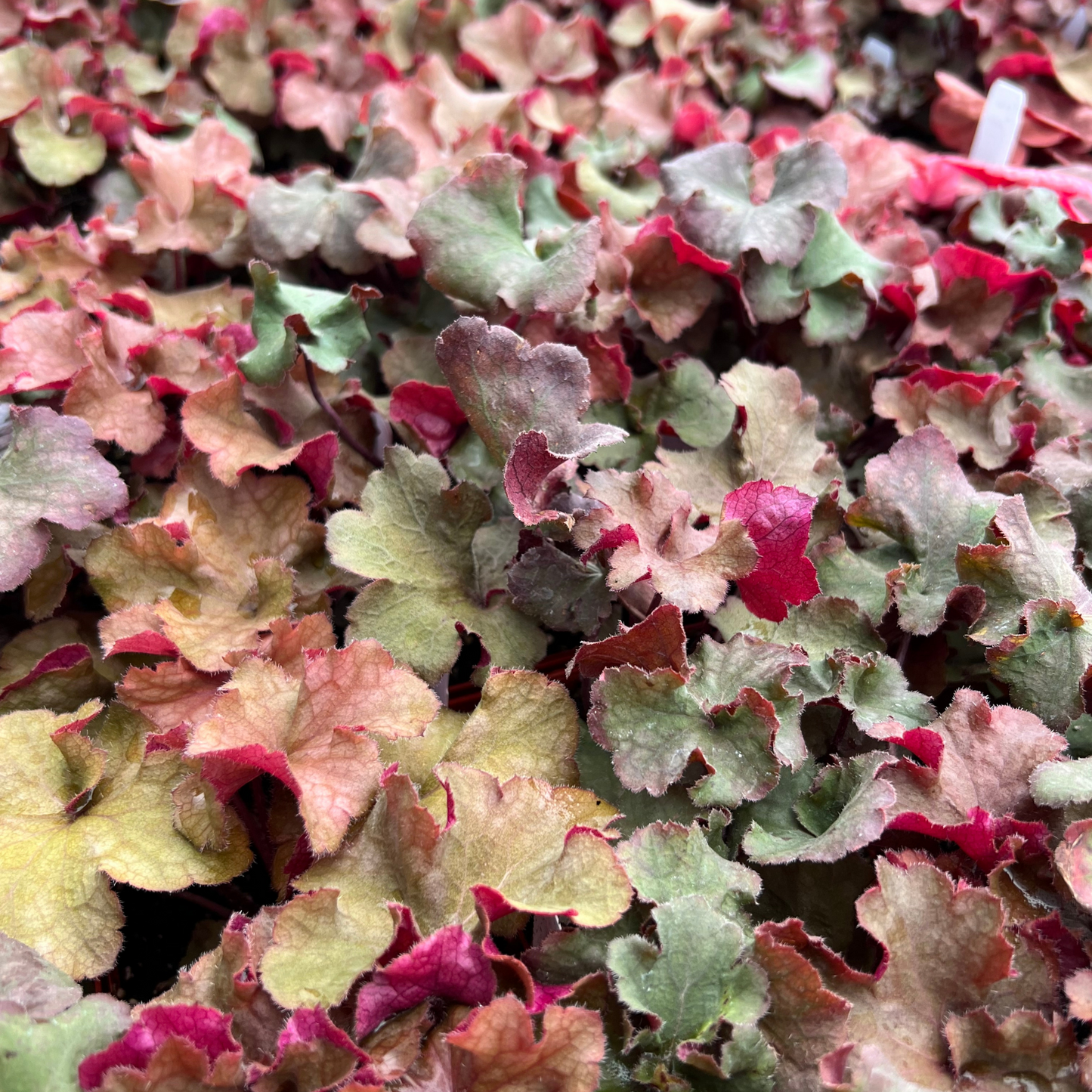 Heuchera 'Lucid Dreams Awakening'