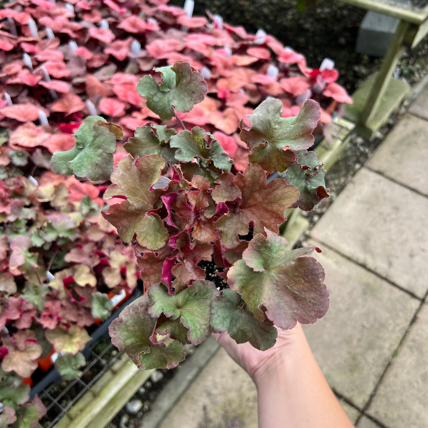 Heuchera 'Lucid Dreams Awakening'