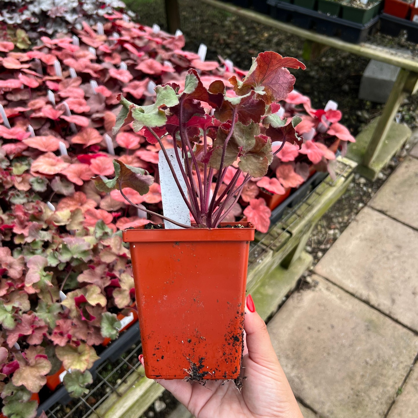 Heuchera 'Lucid Dreams Awakening'
