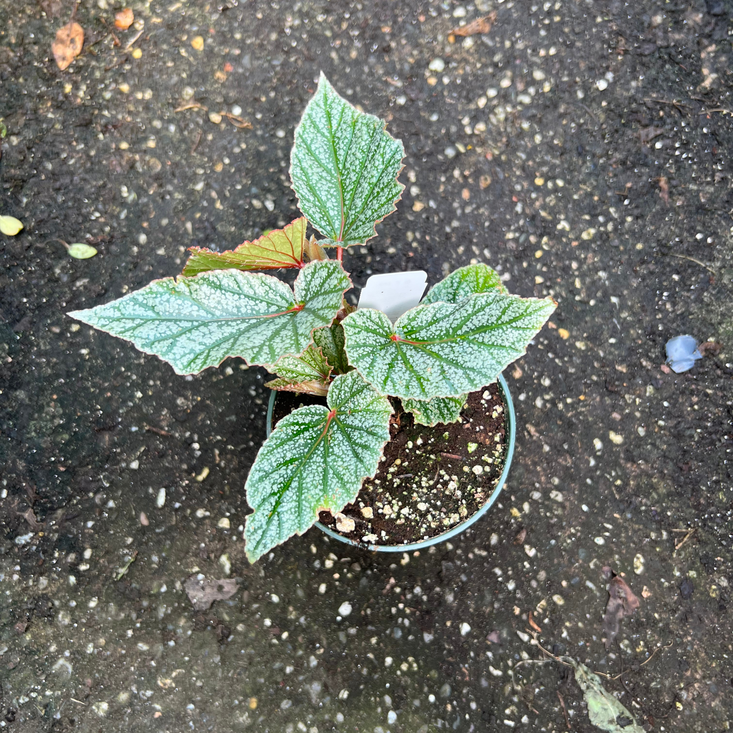Begonia 'Snow Capped'