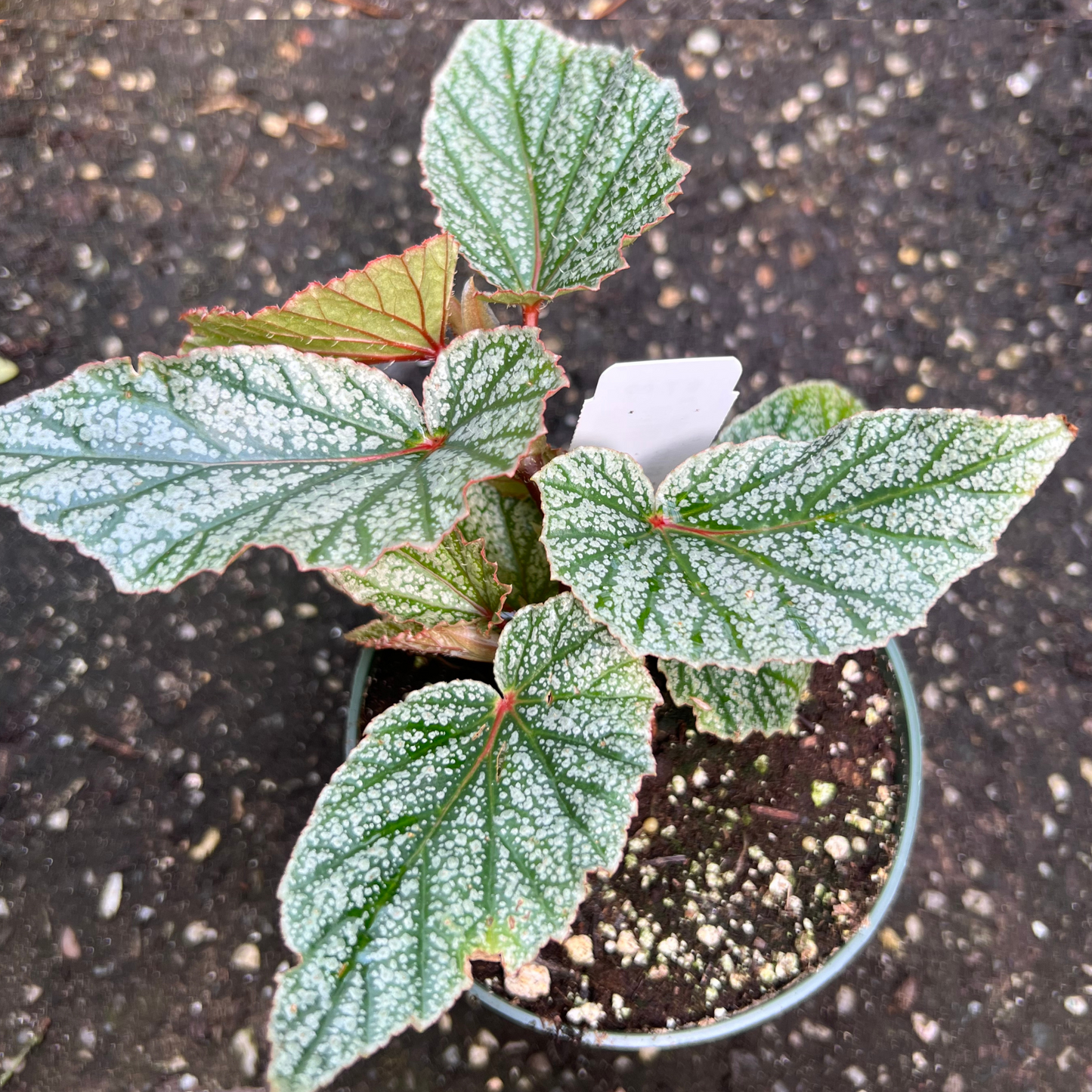 Begonia 'Snow Capped'