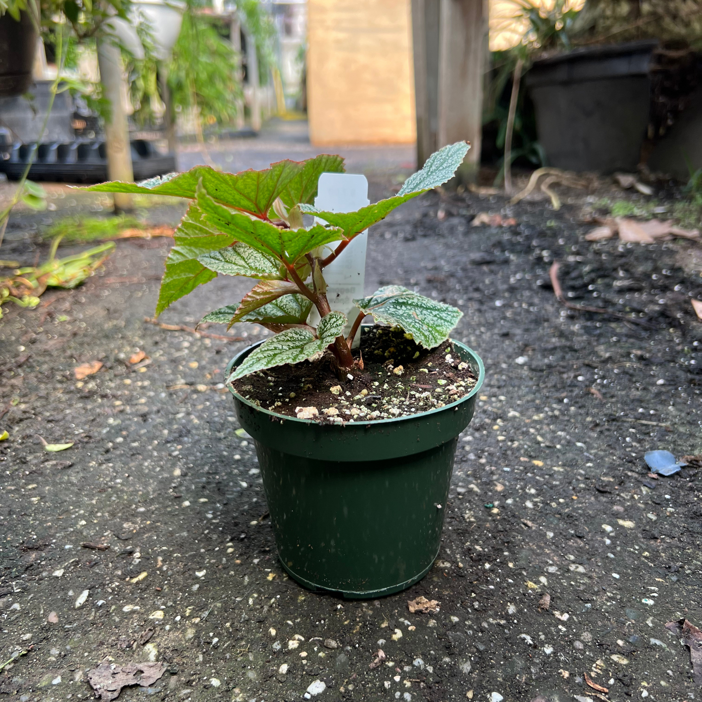 Begonia 'Snow Capped'