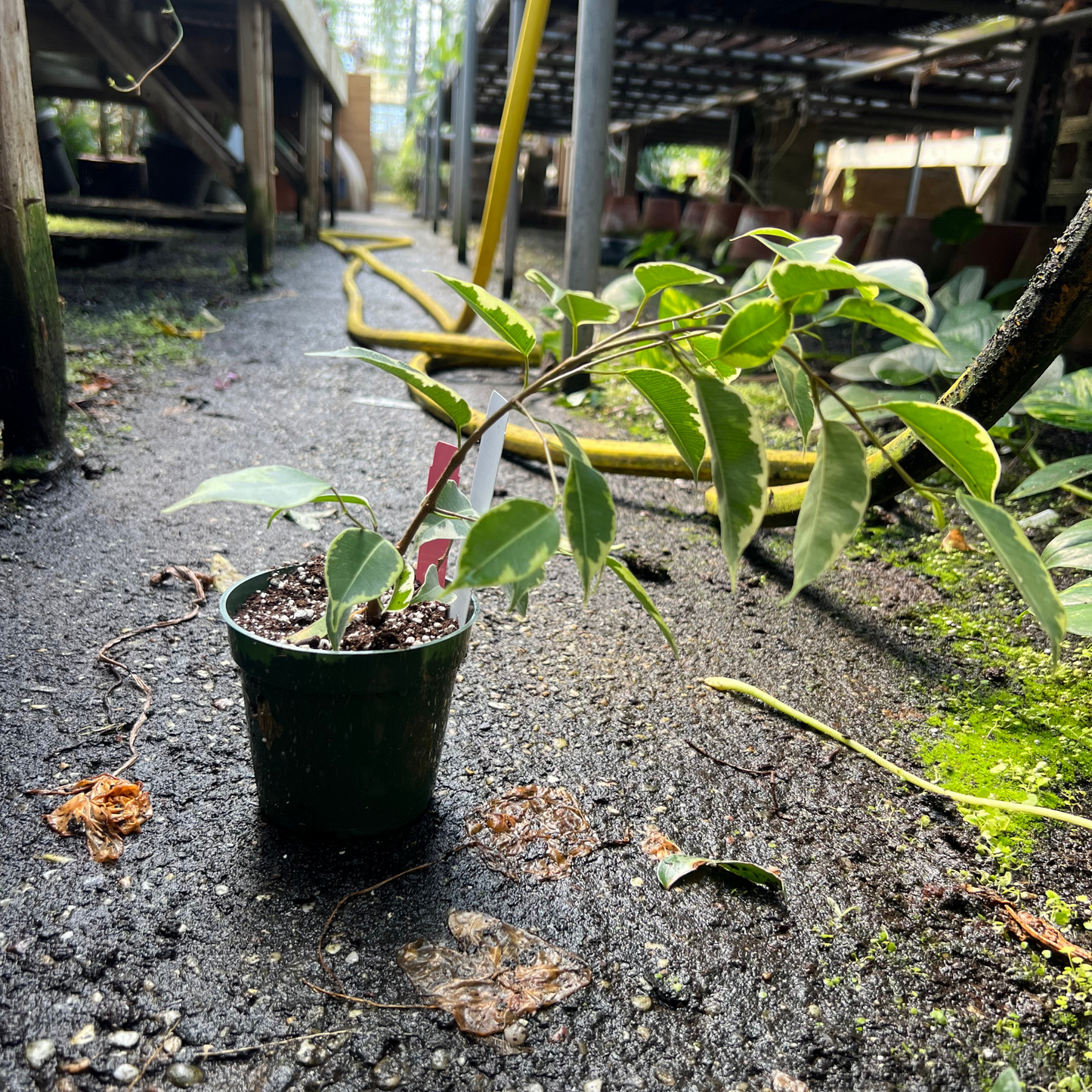 Ficus Golden King