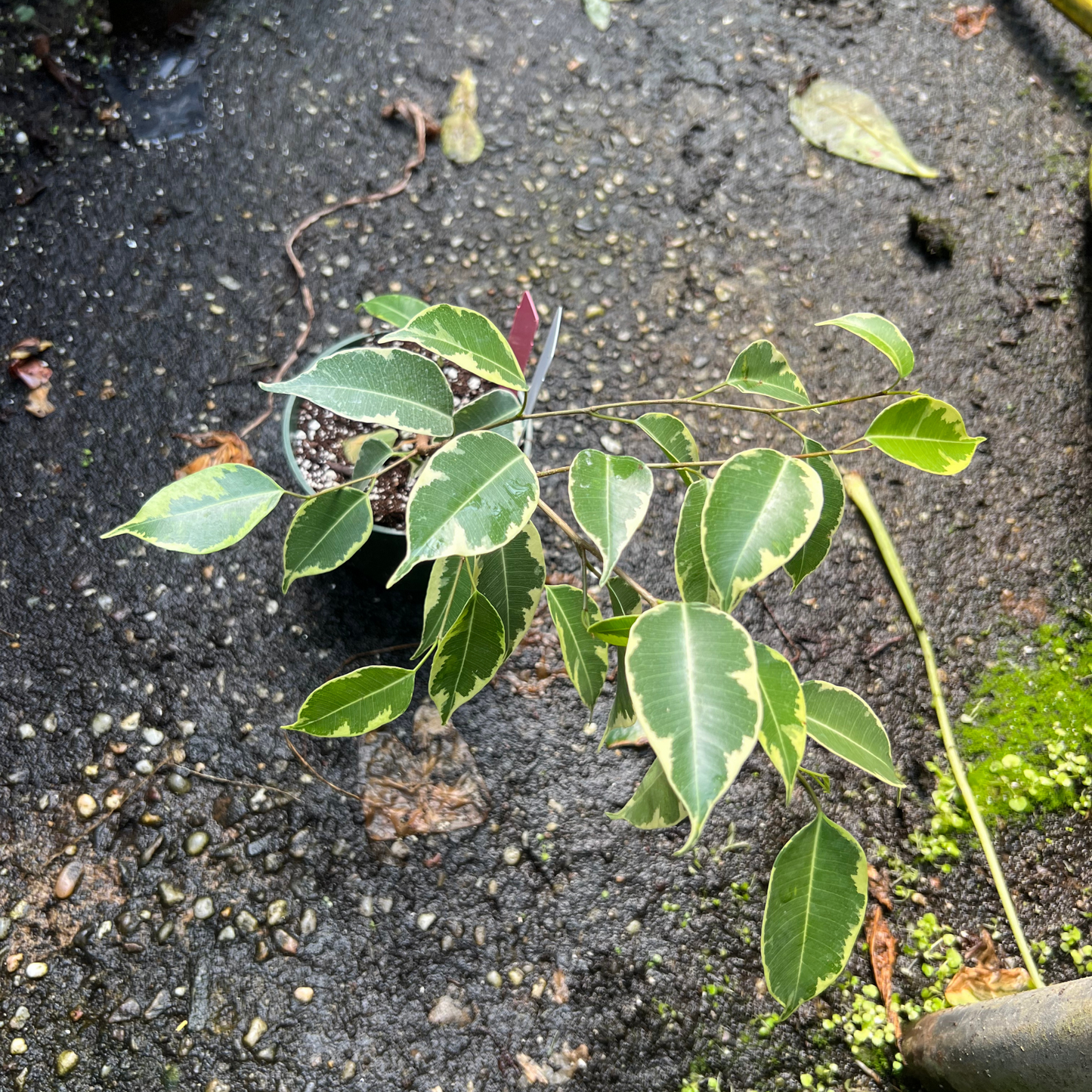 Ficus Golden King