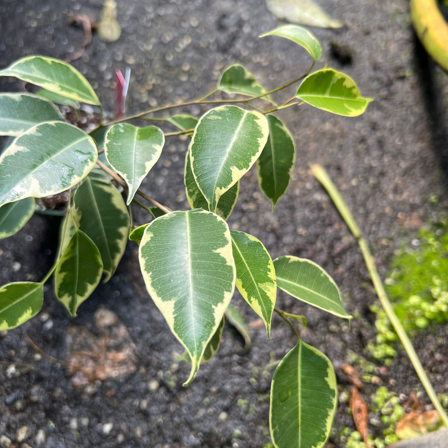 Ficus Golden King