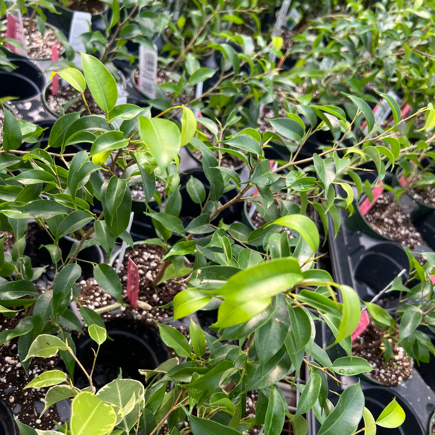 Ficus Natasja