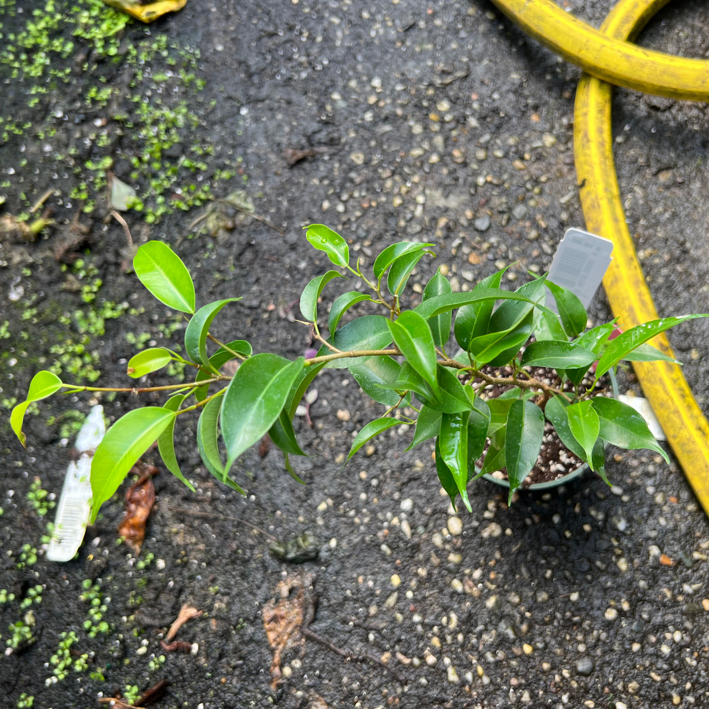 Ficus Natasja
