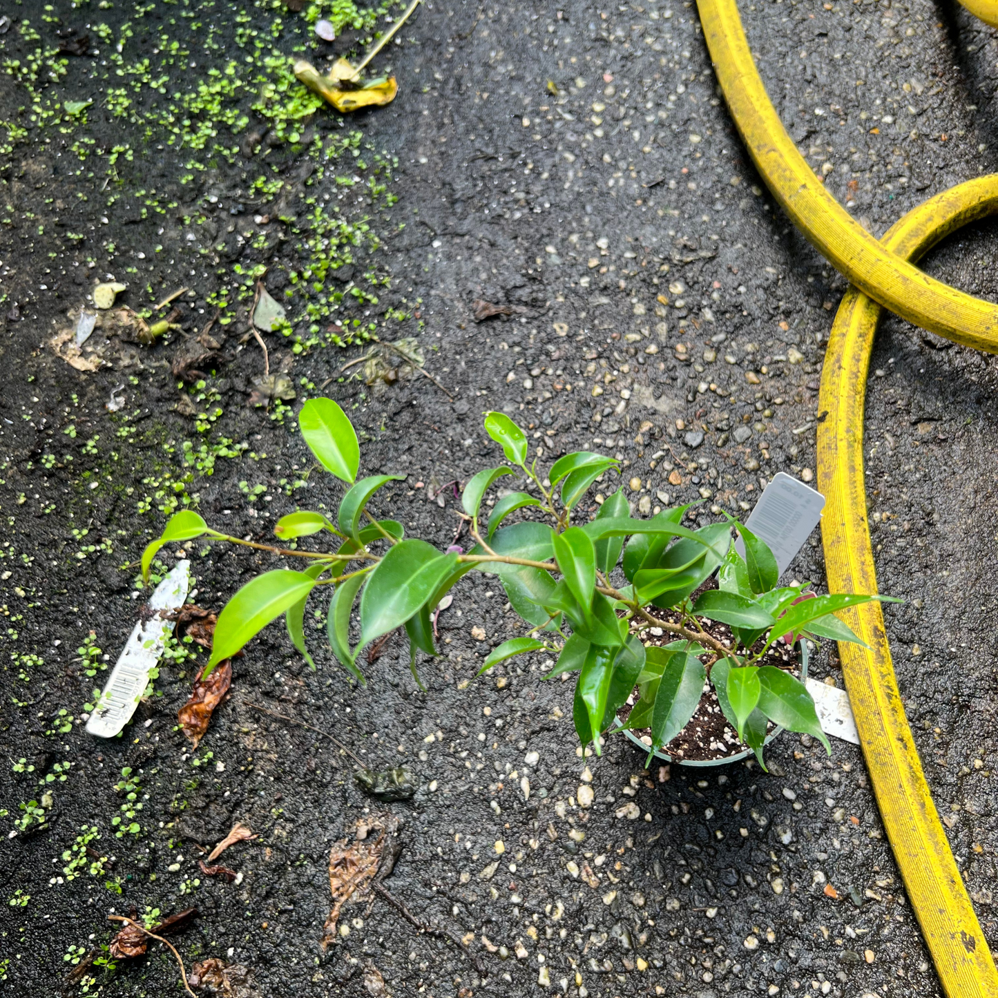 Ficus Natasja