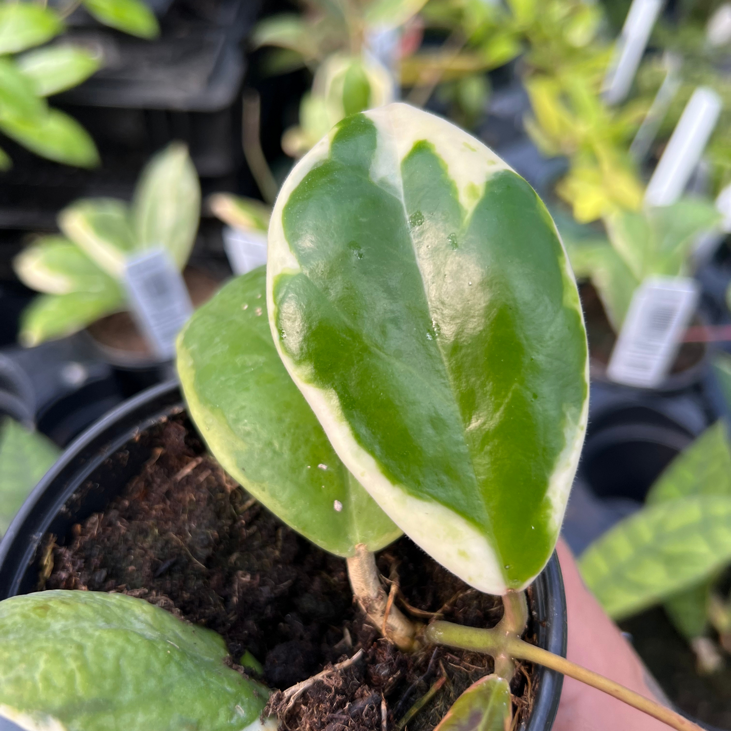 Hoya Incrassata 'Eclipse'