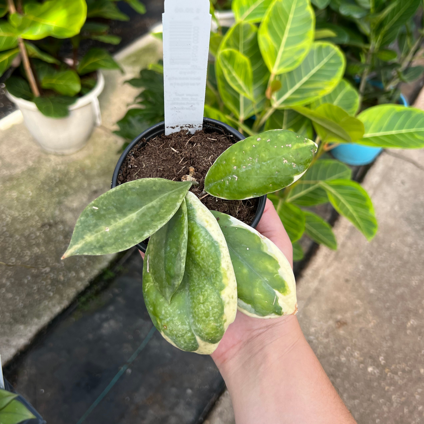 Hoya Incrassata 'Eclipse'