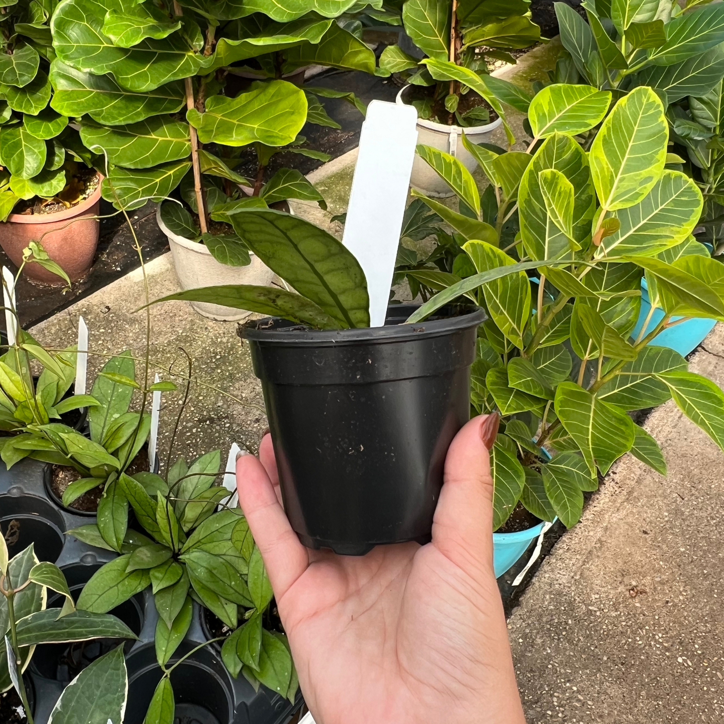 Hoya callistophylla