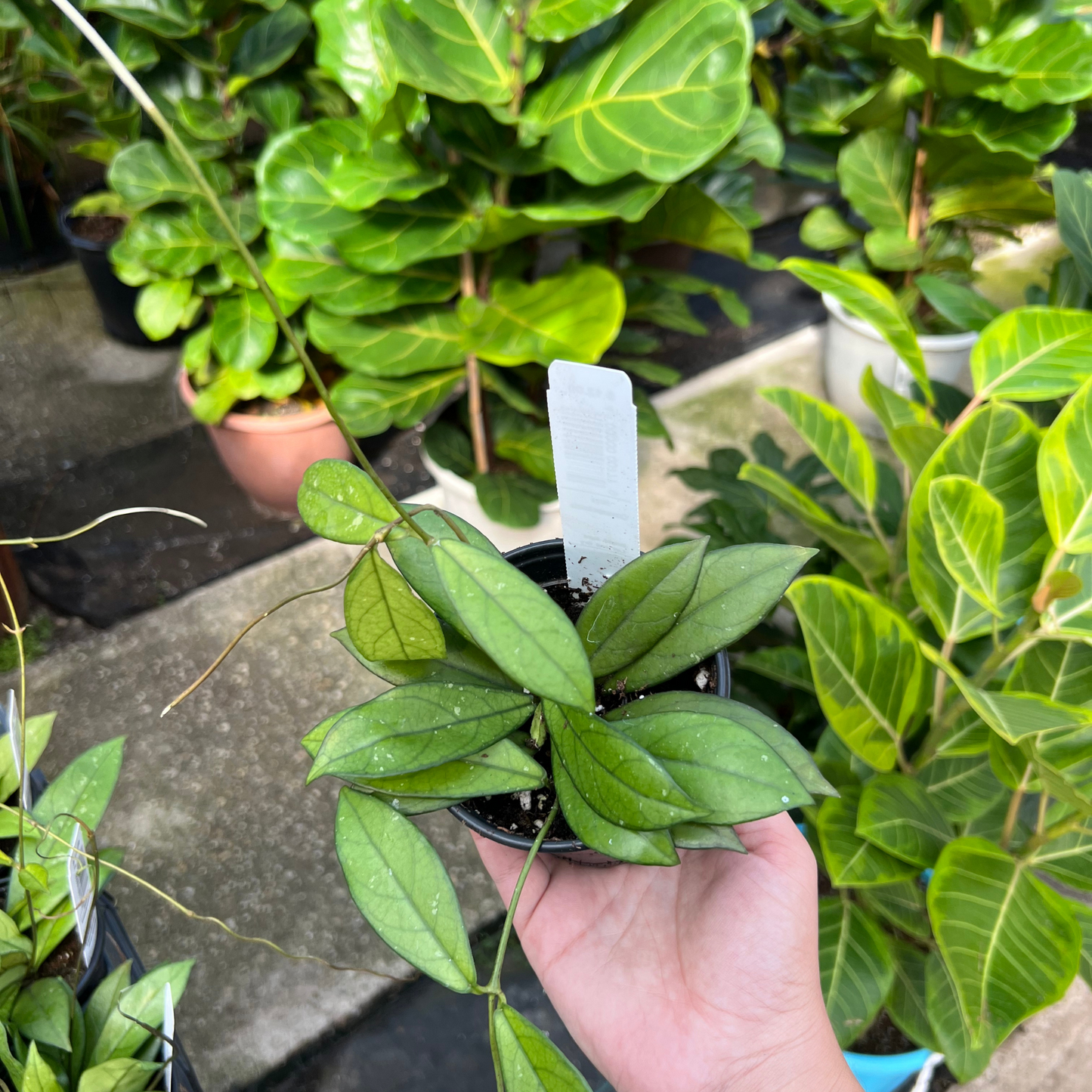 Hoya Crassipetiolata