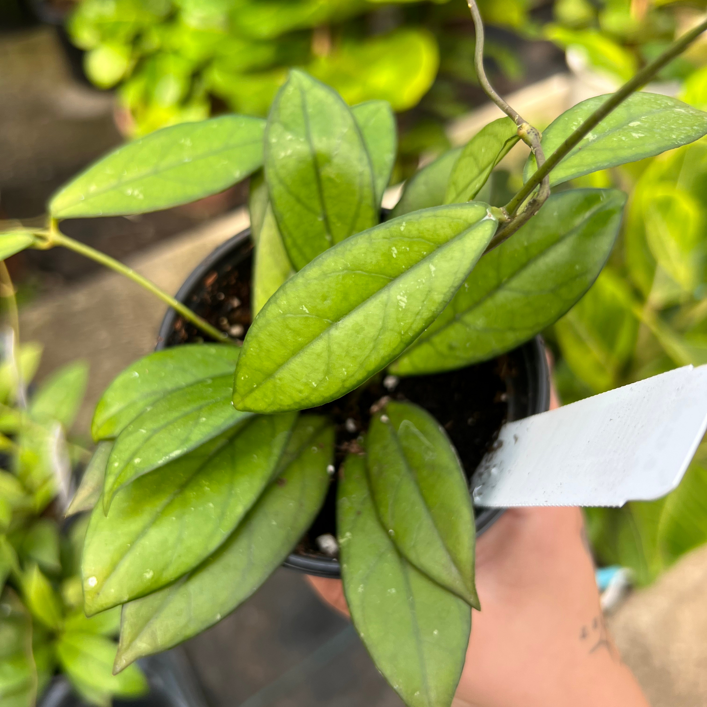 Hoya Crassipetiolata