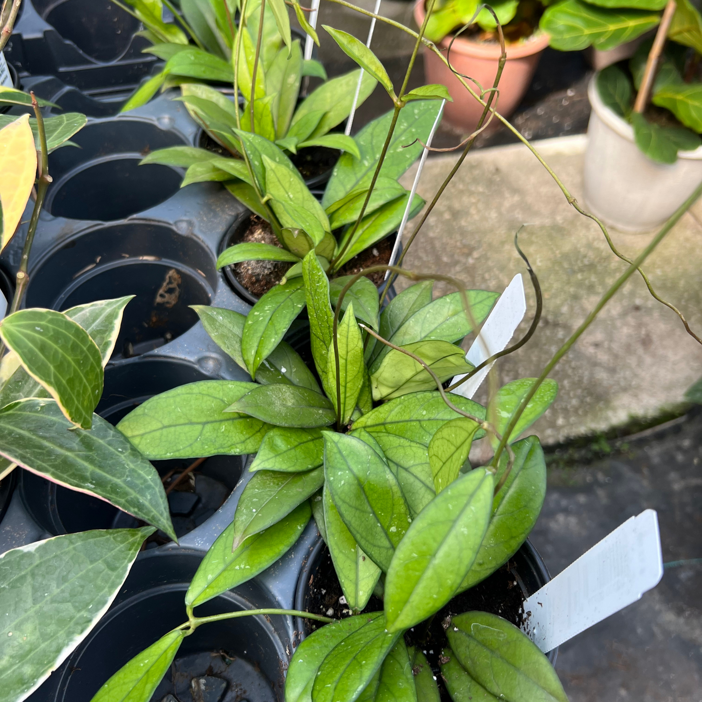 Hoya Crassipetiolata