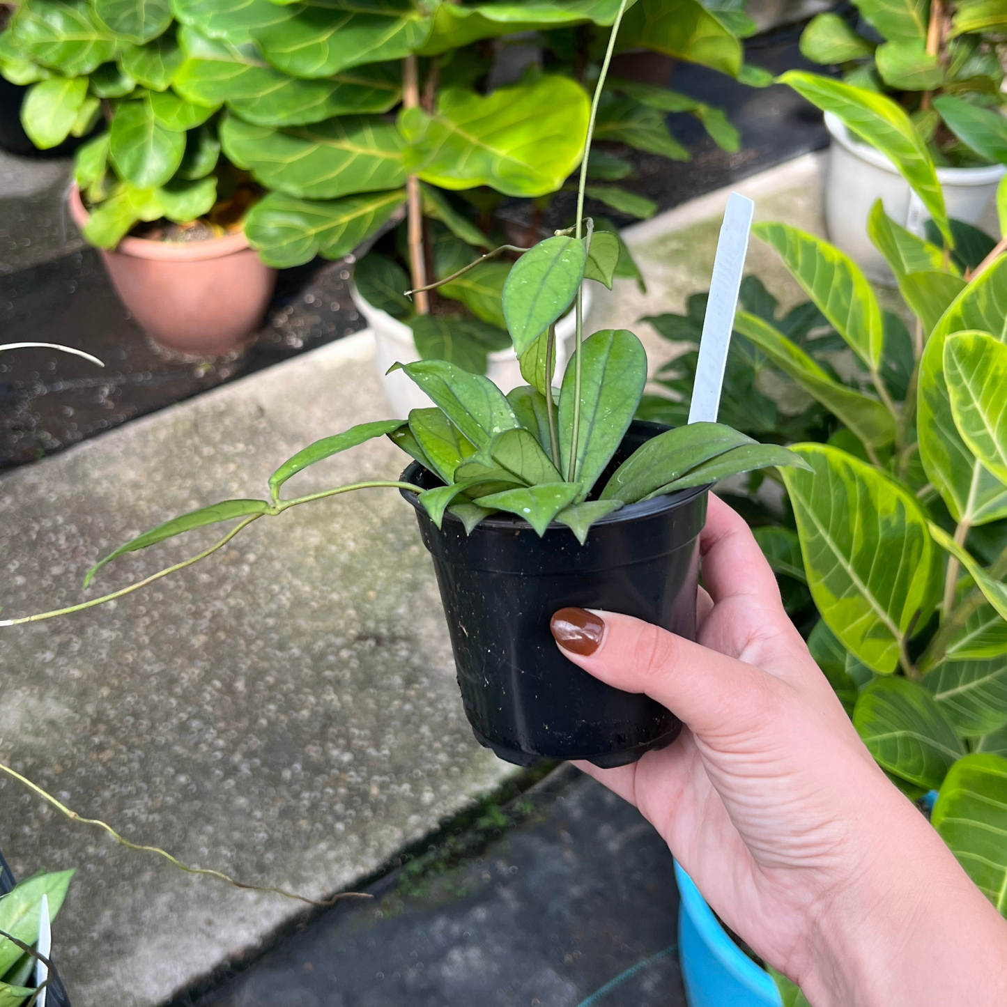 Hoya Crassipetiolata