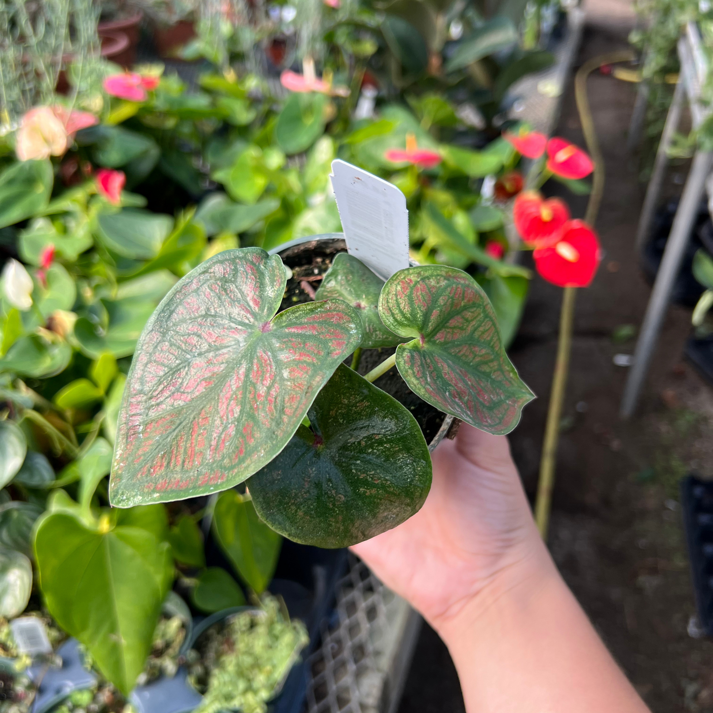 Caladium Fallen City
