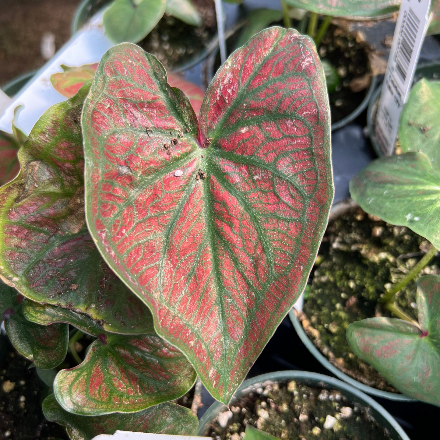 Caladium Fallen City