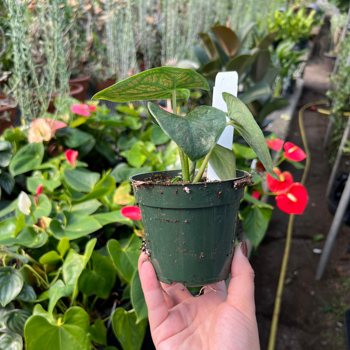 Caladium Fallen City