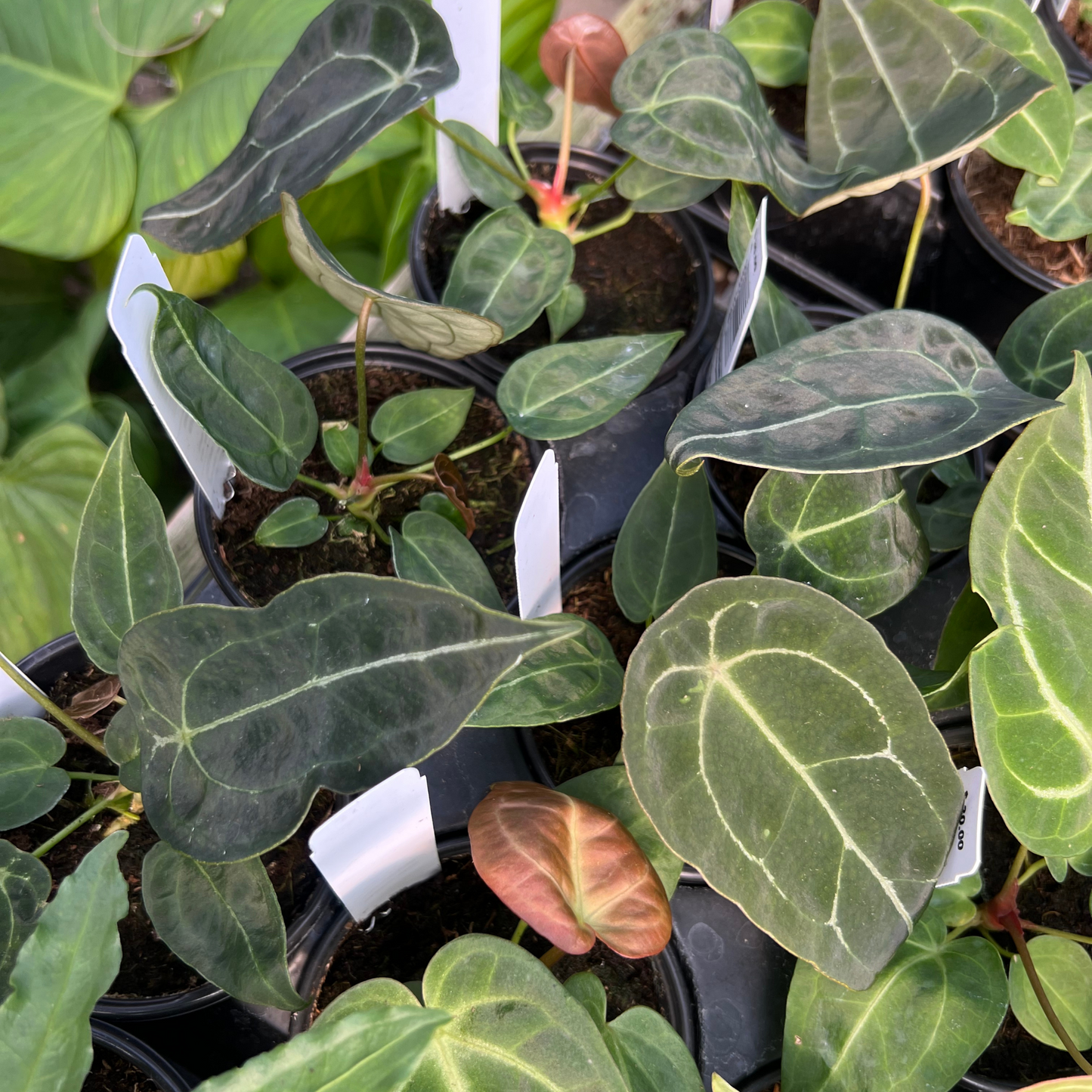 Anthurium Forgetii