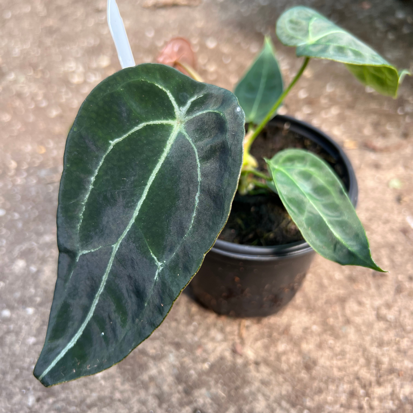 Anthurium Forgetii