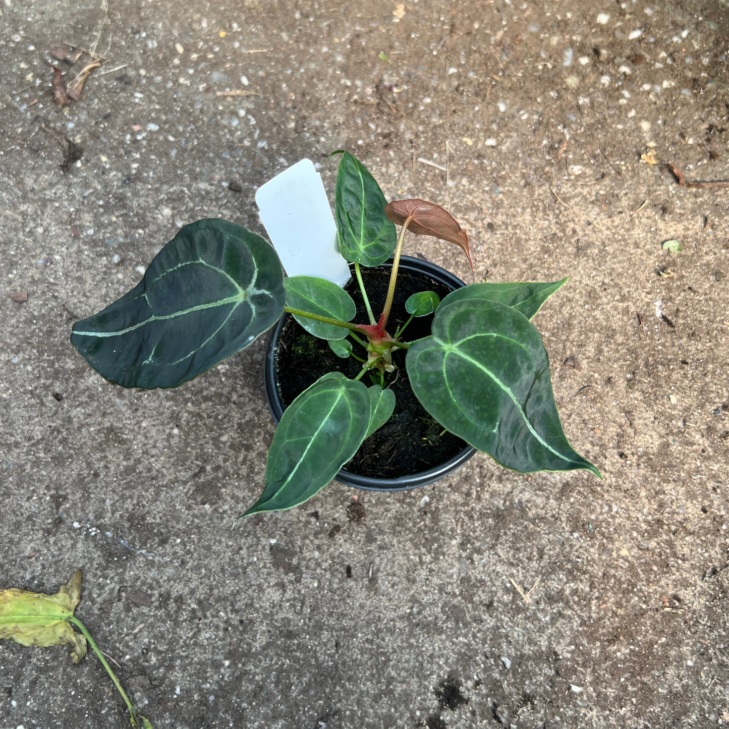 Anthurium Forgetii