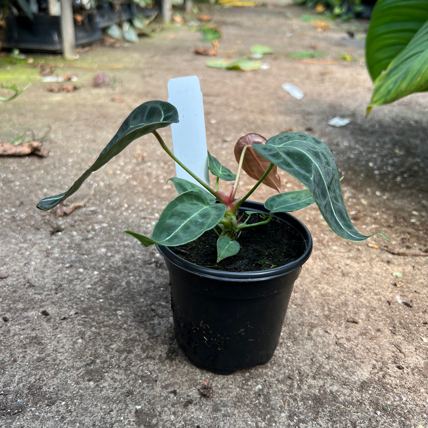 Anthurium Forgetii