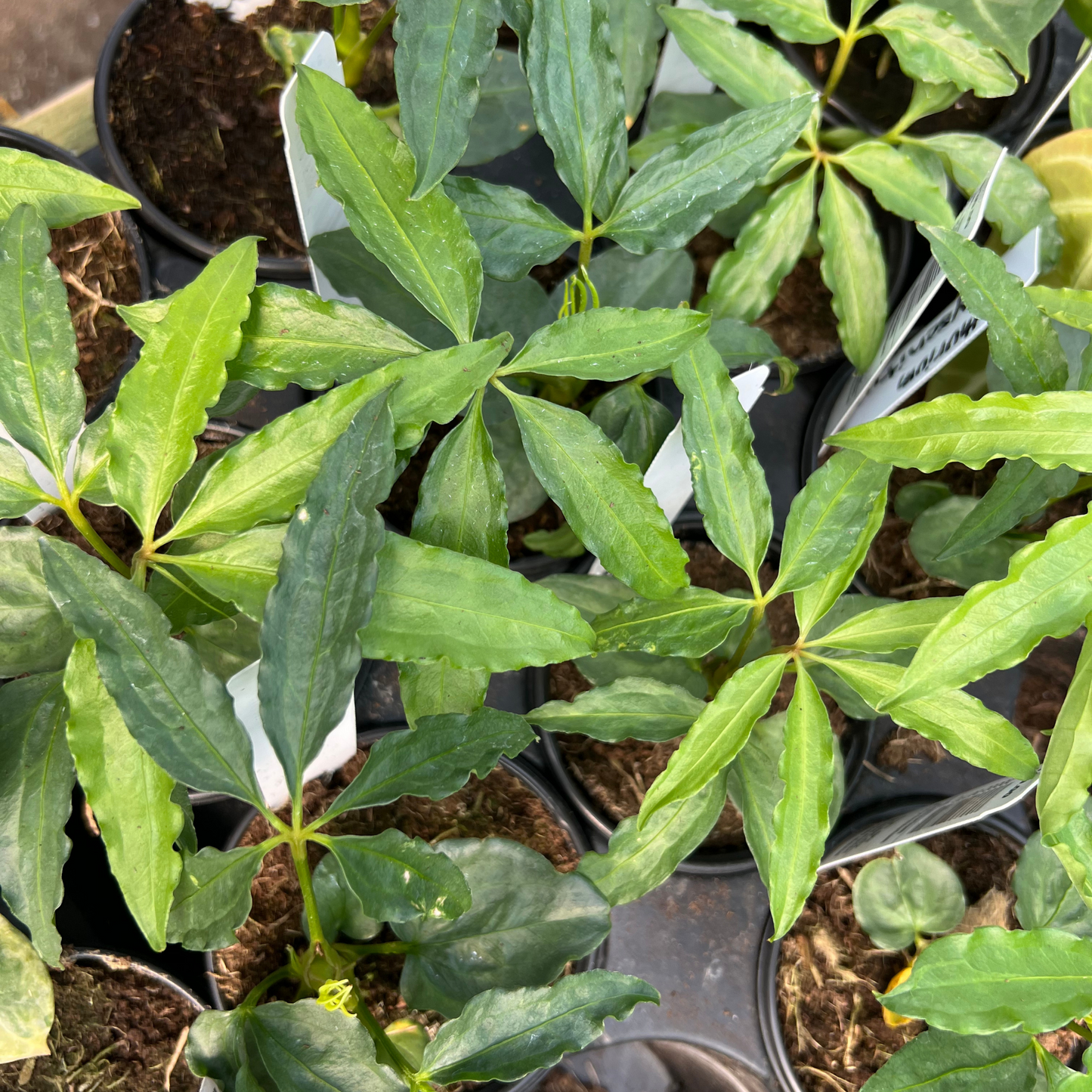 Anthurium Polyschistum