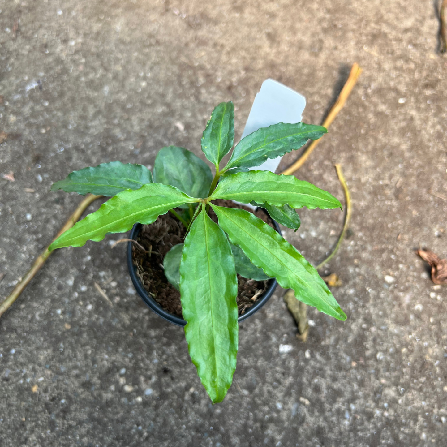 Anthurium Polyschistum