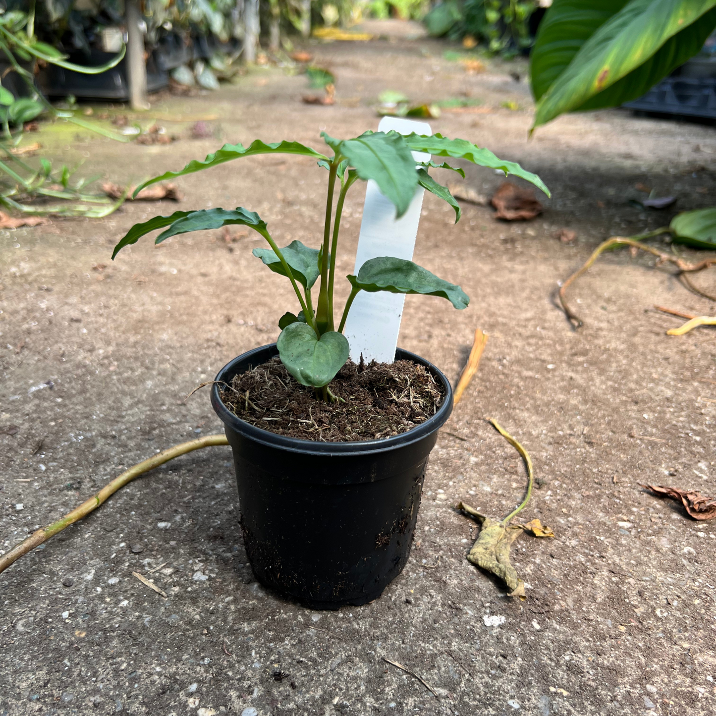 Anthurium Polyschistum
