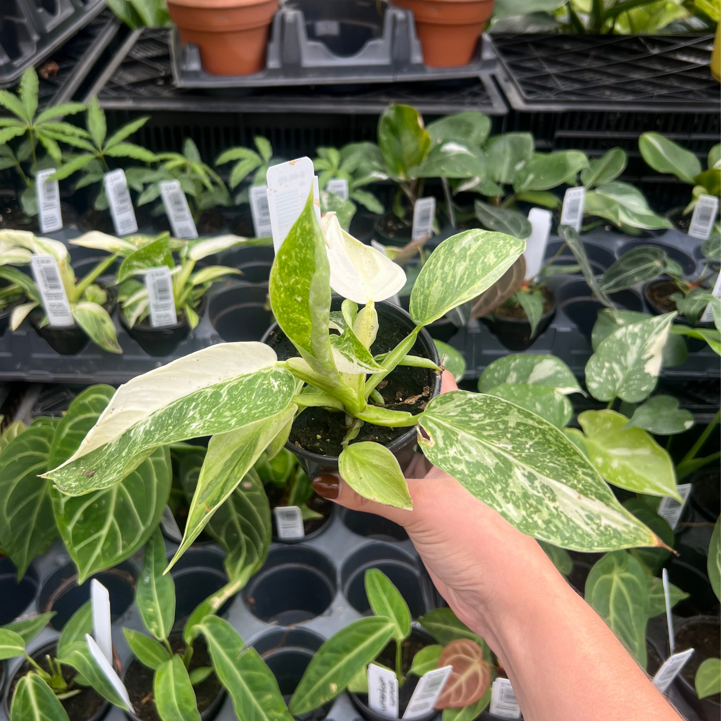 Philodendron Jose Buono