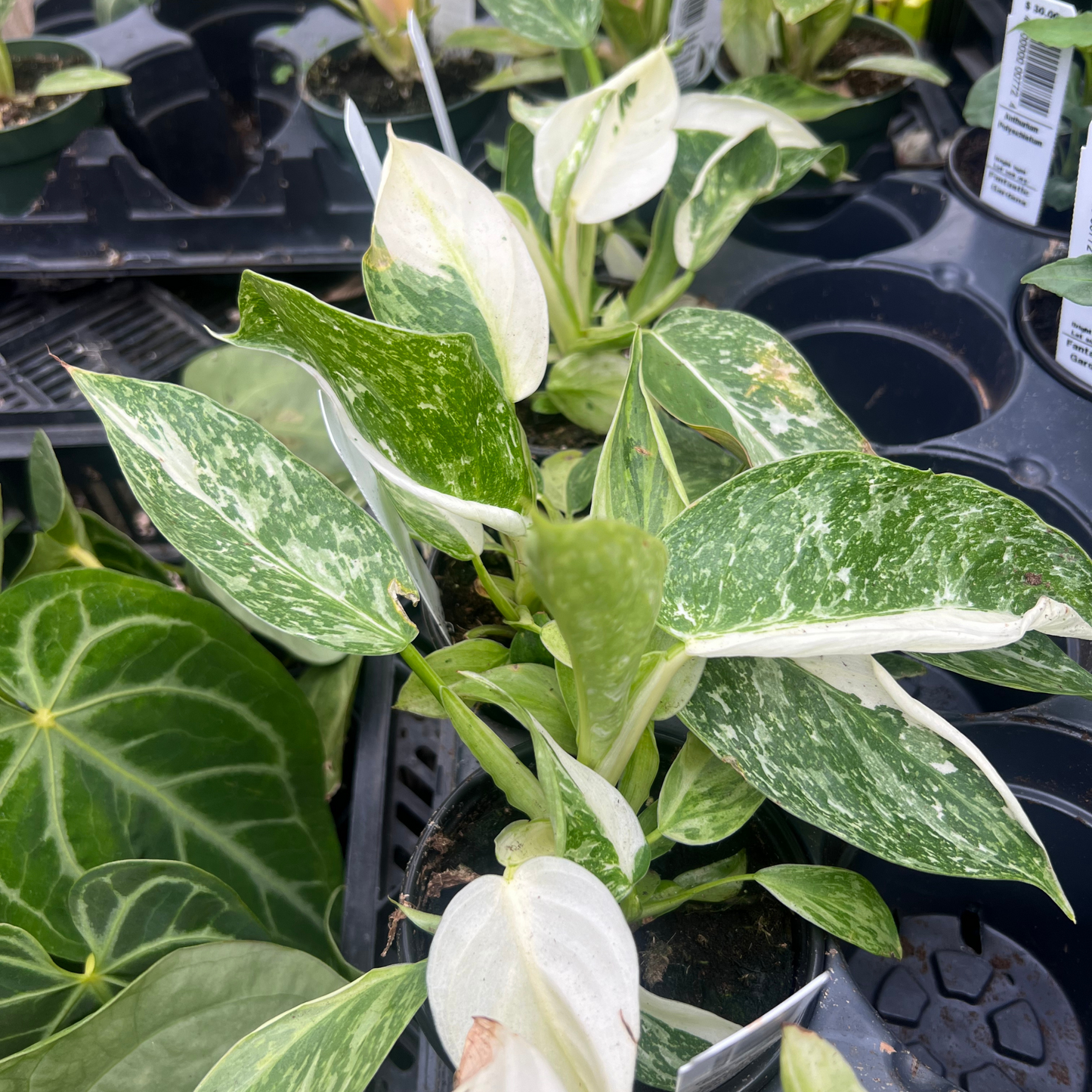 Philodendron Jose Buono