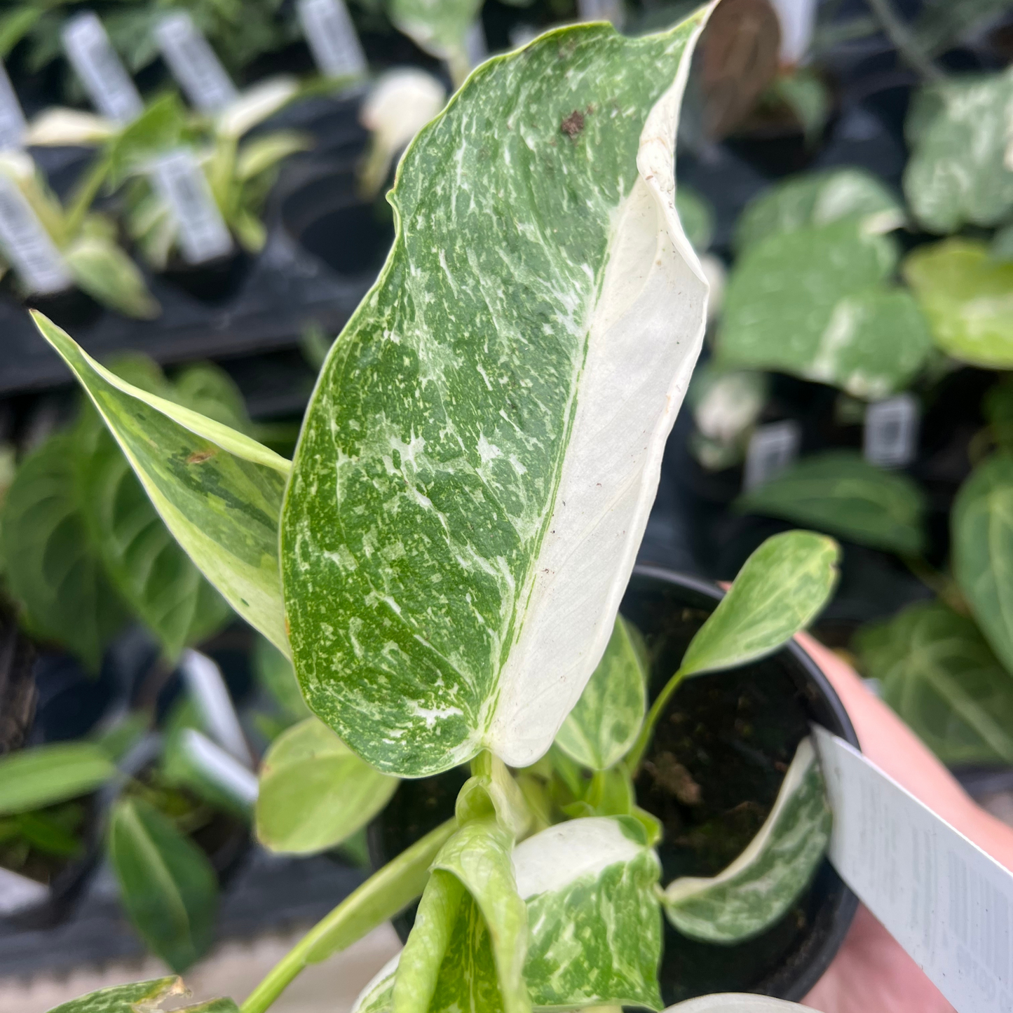Philodendron Jose Buono