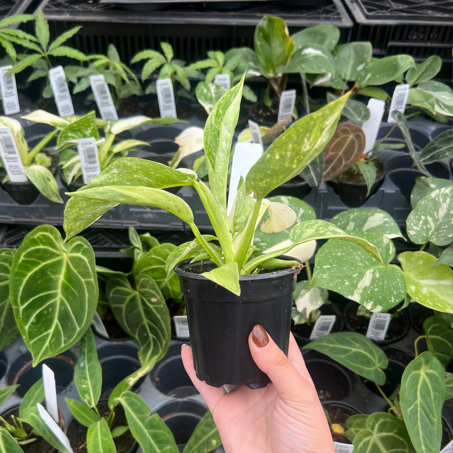 Philodendron Jose Buono