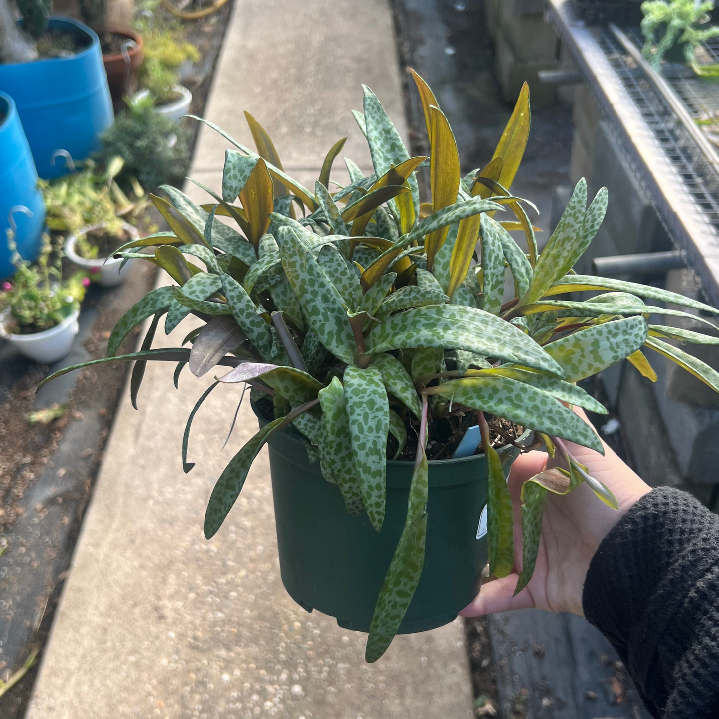 Ledebouria Socialis - Silver Squill