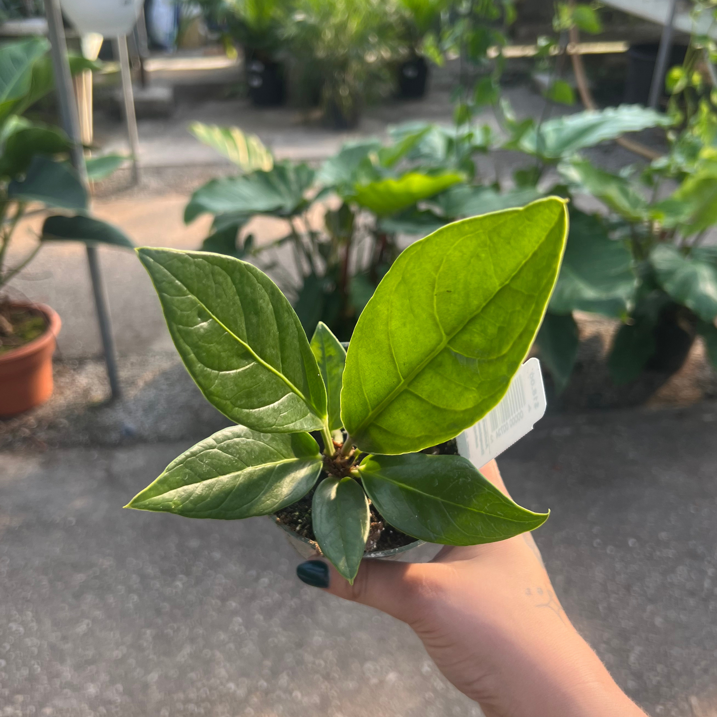 Anthurium Bonplandii subsp.