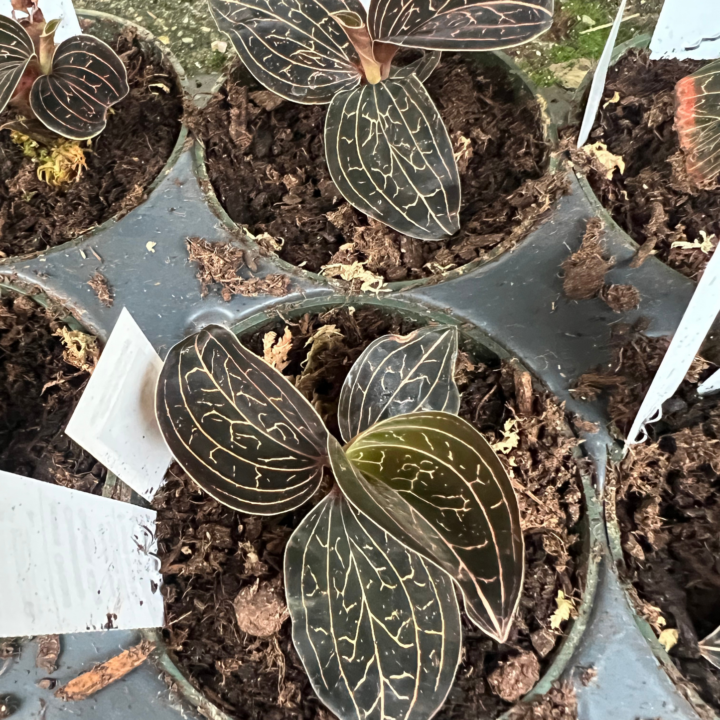 Golden Jewel Orchid