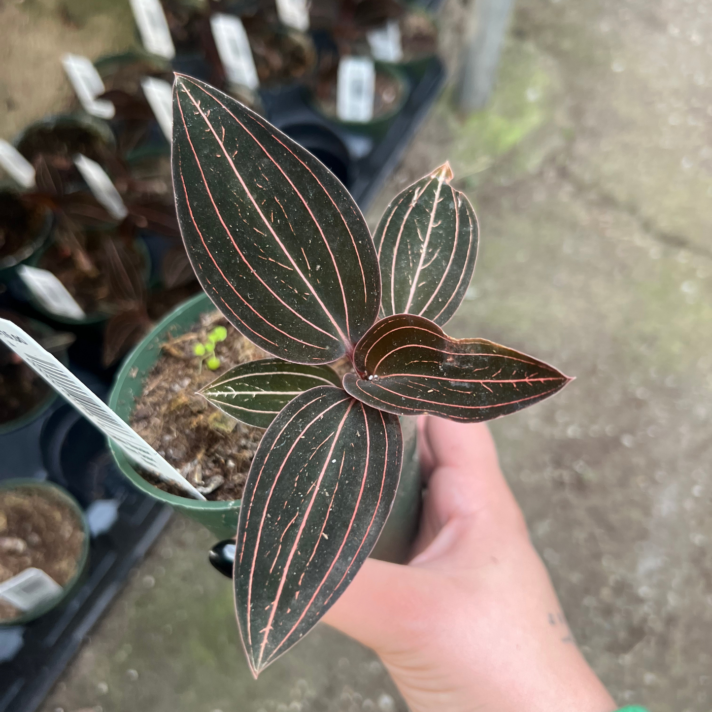 'Black Jewel Orchid'- Ludisia Discolor