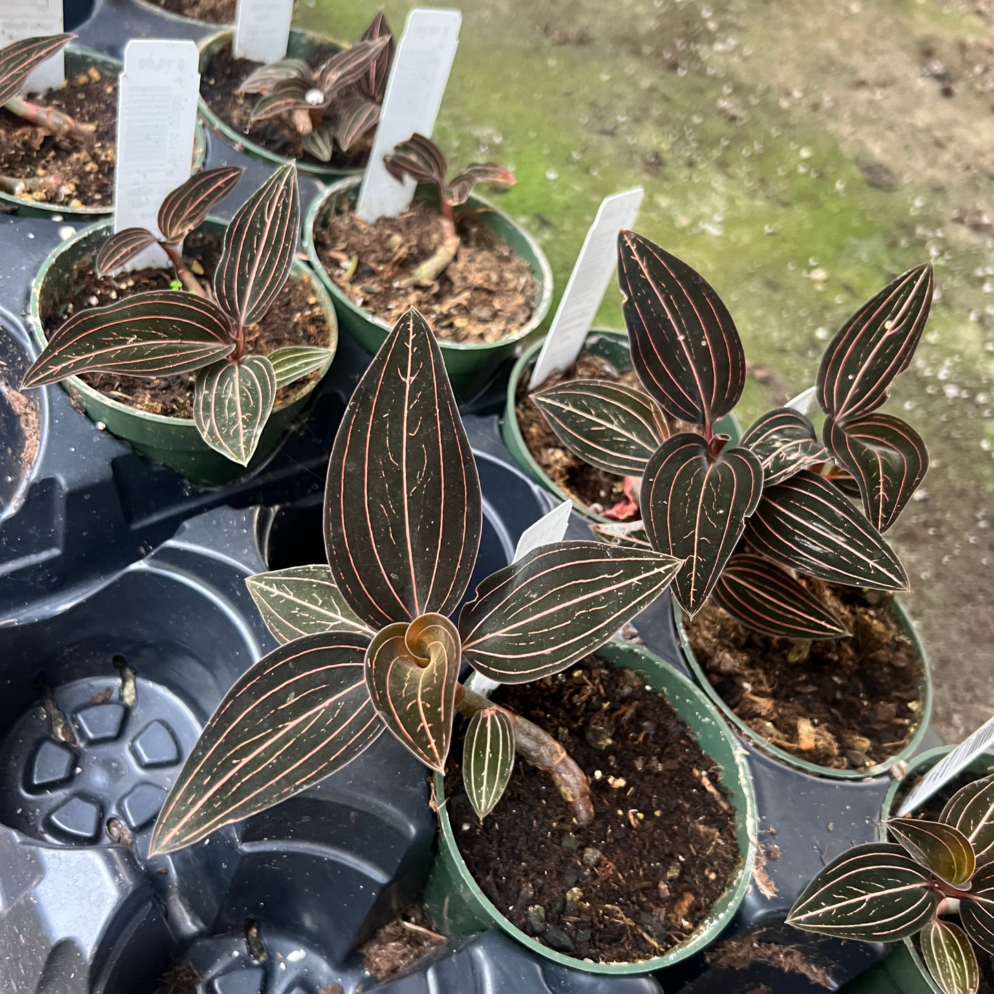 'Black Jewel Orchid'- Ludisia Discolor