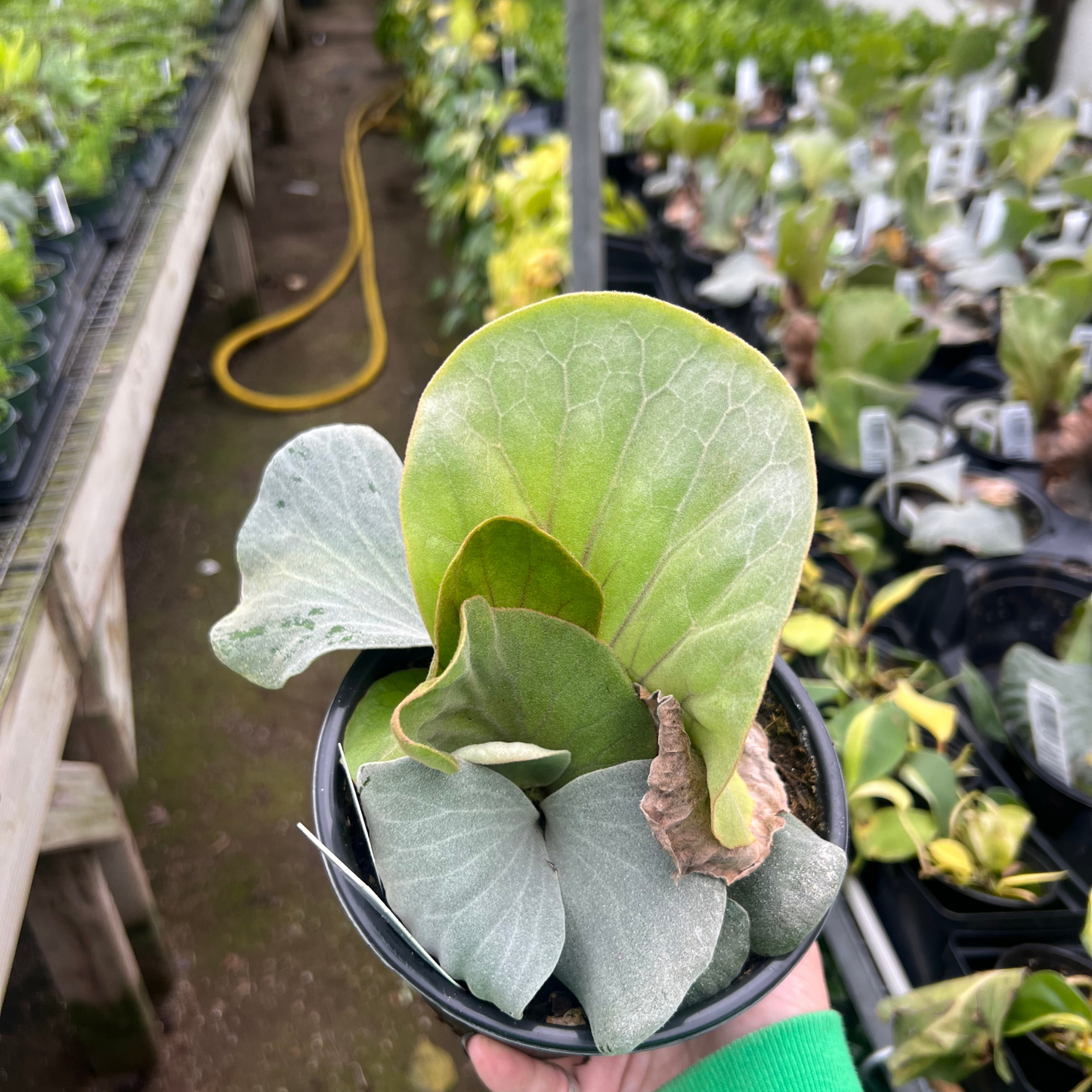 Elephant Staghorn Fern